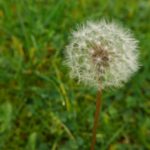 Gli alimenti giusti per “placare” le allergie primaverili