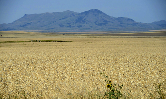pasta-kamut-sgambaro-grano-antico-america